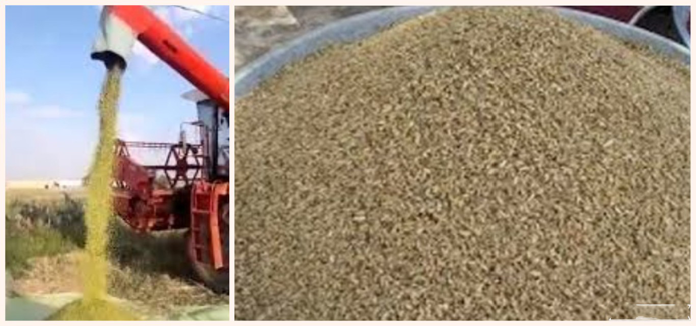 القيروان.. انطلاق حصاد “المرمز” وحركية تجارية نشطة بالجهة